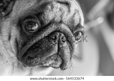 dog, a pug, a black and white, a stylish portrait of a pug. The dog looks at the camera, looks like a man