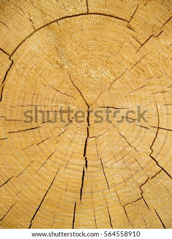 Cross kickback of a pine log