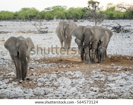 African Elephants Namibia 