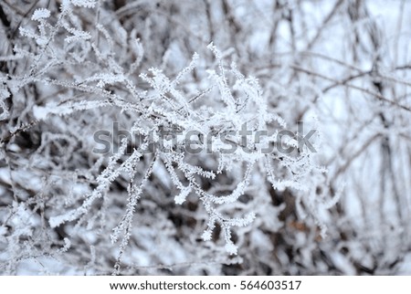 hoarfrost on branches