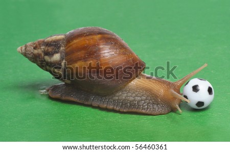 Big snail playing the soccer