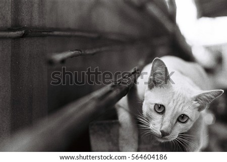 Designed retro photo. soft focus of  white cat looking at the camera, grain texture photo and film style. black and white photo