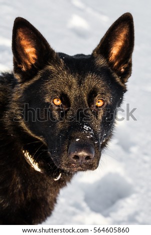 Winter walk with a black shepherd