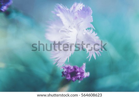 macro flower