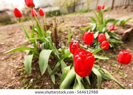 Crimea tulip