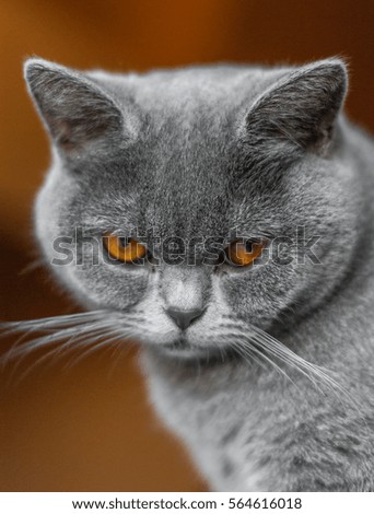 Beautiful british cat portrait. Looking in camera. Big eyes.