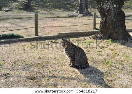 American Shorthair Cat 