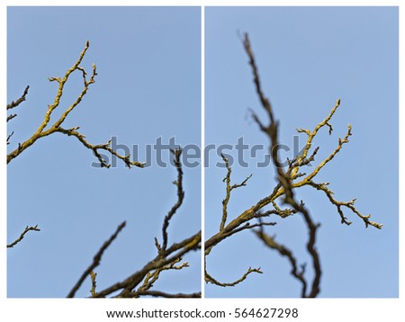 Collage of two vertical images of A Silhouette Dry tree with blue sky