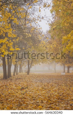 Autumn.Foggy morning in the park