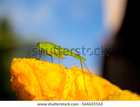 Green grasshopper on yellow flower, macro photo. Big grasshopper sitting on yellow lily in the garden. The close up macro of green grasshopper on yellow petal. 