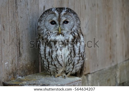 Beautiful and wise owl 