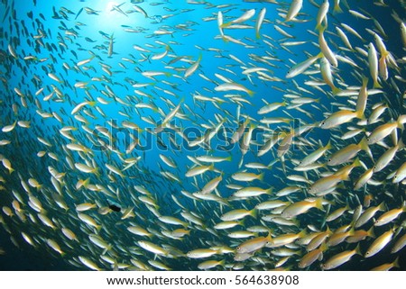 Fish school snapper fish underwater ocean