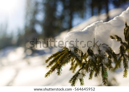 Winter sun breaks through the snow-covered fir branches coniferous tree in the snow in nature