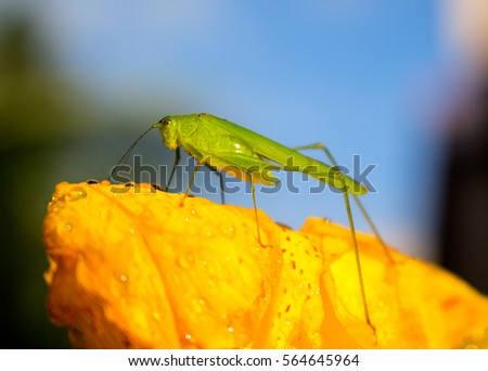 Green grasshopper on yellow flower, macro photo. Big grasshopper sitting on yellow lily in the garden. The close up macro of green grasshopper on yellow petal.Summer garden flower and insect image