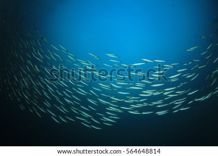 School juvenile Yellowtail Barracuda fish. Fish shoal in ocean. Silver fish underwater