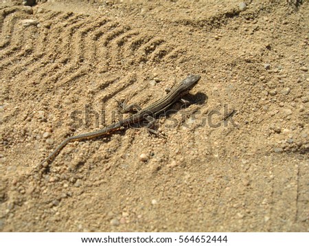 Lizard on sand