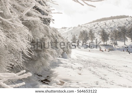 winter scene in the snowy forest with people playing snow sports in winter holidays