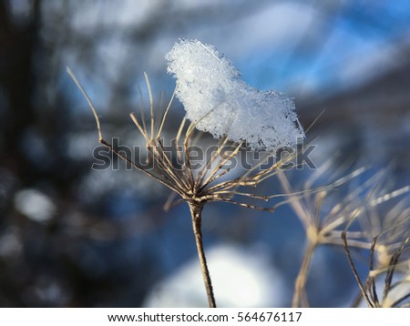 Snow frozen on dry grass in macro