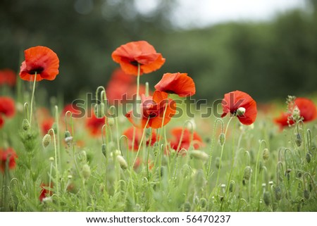 Red poppies on summer meadow in Estonia