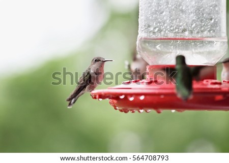 A beautiful female Ruby Throated Hummingbird perched on a feeder with other hummingbirds perched around her after a rain storm. Extreme shallow depth of field with selective focus on bird in center.