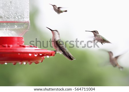 A beautiful female Ruby Throated Hummingbird perched on a feeder with many other hummingbirds hovering around her. Extreme shallow depth of field with selective focus on bird in front.