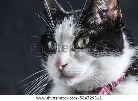 Black & white cat [Felix-cat]