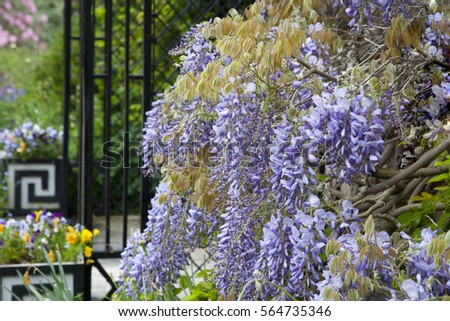 Wisteria growing around a wrought iron porch in a spring English garden full of flowers