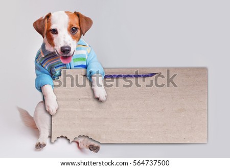 dog dressed in a sweater with a cardboard placard isolated on a gray background, pup, jack russell terrier,  empty poster, ad, placard, cardboard, message, 