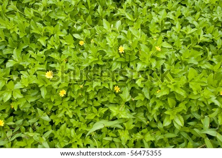 A wild plant with yellow flowers