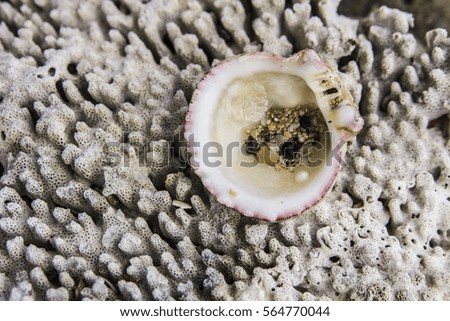 Picture of shell on the coral background.