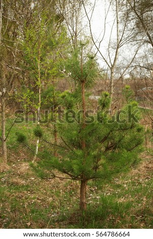 Small spruce growing in a forest.