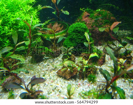 aquarium plant 