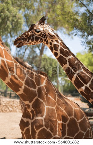 Giraffe outside background.