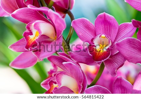 Orchids close up at Royal Rajchapuak Park 2017 ,Chiangmai Thailand, Thai orchids. Cymbidium hybrids Orchids. Royalty-Free Stock Photo #564815422