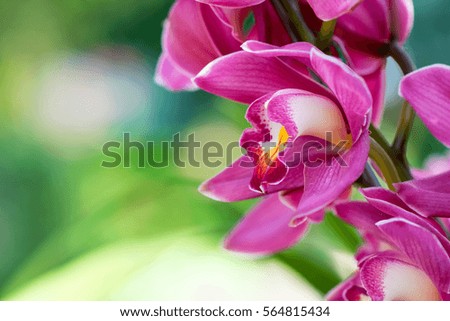 Orchids close up at Royal Rajchapuak Park 2017 ,Chiangmai Thailand, Thai orchids. Cymbidium hybrids Orchids.