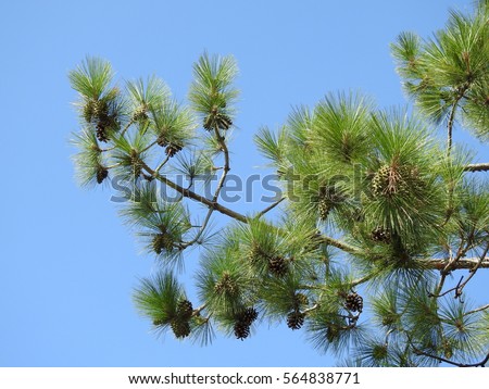 Pine cone tree.