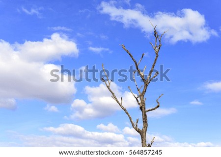 Tree without leaves and blue sky