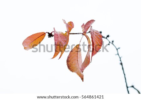 Poetic autumn leaves remaining on cherry brunch 4