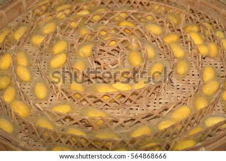 Silkworms nest in the bamboo basket