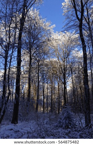 winter forest landscape and blue sky         