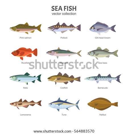 Sea fish set. Vector illustration of different types of saltwater fish, such as Pink salmon, Pollock, Gilt-head bream, Rockfish, Mackerel, Sea bass, Keta, Codfish. Isolated on white.