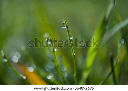 Brilliant dew on green leaves in summer outdoors