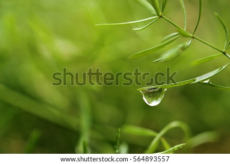 Single Water Droplet on the Tip of Tiny Plant Leaf