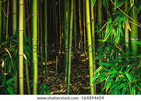 bamboo green forest