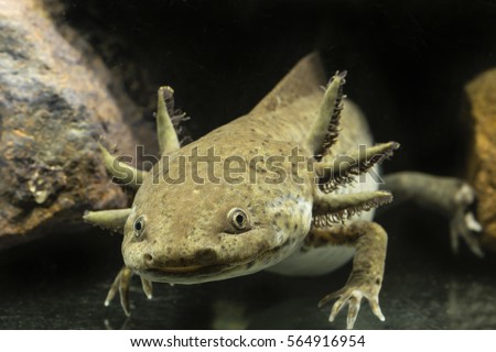 Axolotl aquarium. Royalty-Free Stock Photo #564916954