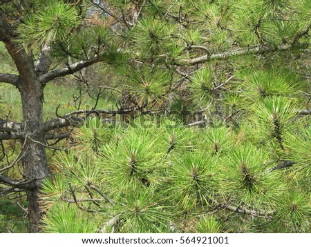The photo shows the growing tree pine,spruce,with green needles,nature forest,high to the sky plants.Spruce photography consisting of fresh pines,morning sun light.Silhouettes background pines,spruces