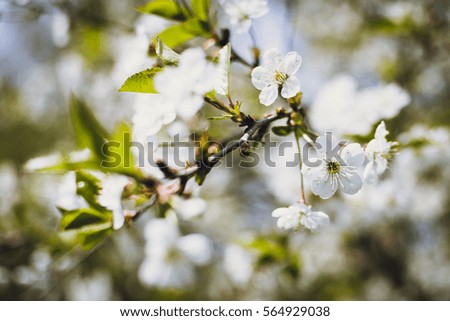 White spring blossoms on a tree in spring