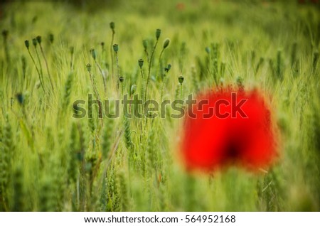 spring poppy field with green and red colors - wallpaper with space for your montage