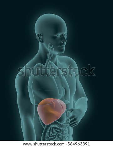 bloodshot  human liver with digestive organs in x-ray view 3d render