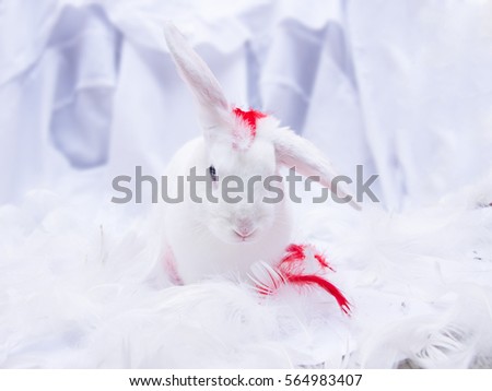 White bunny with white and red feathers 